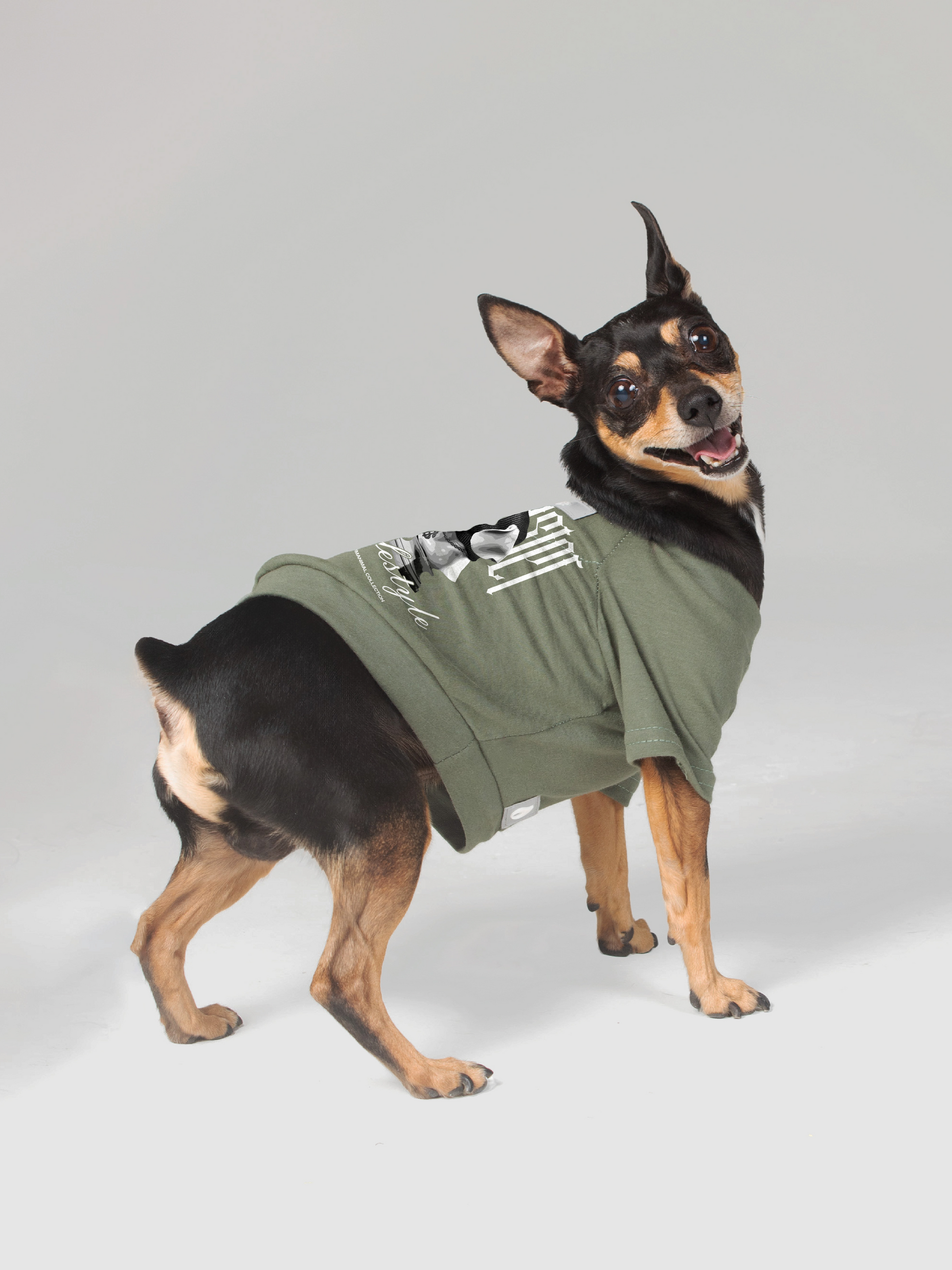 Mini Pincher Ropa Para Perros Mini Pincher Hembra LunaLujan1982 ID